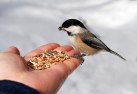 bird-feeding