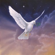 068_white_dove_1